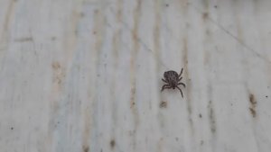 (4.09.2025) Несмотря на осень, комсомольчанин принёс на себе из леса клеща