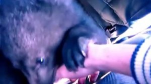 Медведица белогрудка - сирота