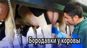 Бородавки у коровы на вымени эффективное лечение