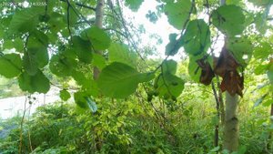 Тест новой камеры на рыбалке.