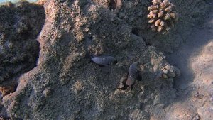 ухаживания самца Дасцилл трехпятнистый Domino Fish Trimaculatus Inhabits PC070015
