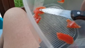 СОЧИ ГОРНОЕ ЛОО ВЕЧЕР 04.09.2025