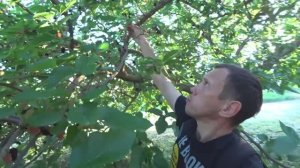 Доступная вишня для каждого. Простой Рецепт поедание вишни на улице