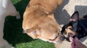 С утра пораньше все с удовольствием полакомились.