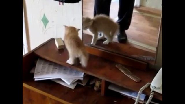 СМОТРЕТЬ БЕЗ РЕГИСТРАЦИИ БЕСПЛАТНО ВИДЕО ПРИКОЛЫ / СМЕШНЫЕ ВИДЕО / ВИДЕО ЮМОР / ЮМОР НА КАНАЛЕ