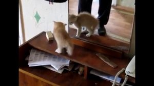 СМОТРЕТЬ БЕЗ РЕГИСТРАЦИИ БЕСПЛАТНО ВИДЕО ПРИКОЛЫ / СМЕШНЫЕ ВИДЕО / ВИДЕО ЮМОР / ЮМОР НА КАНАЛЕ