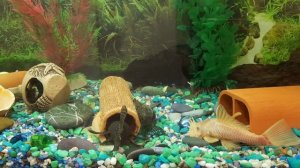 Cомики на чиле