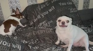 Доброго воскресного утречка и хорошего настроения.