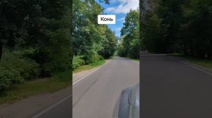 Конь