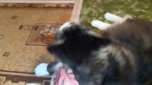 Детишки-малепуськи