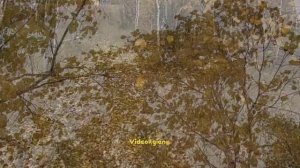 Күһүҥҥү таптал