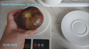 Обзор томата сорта "Мятежный звездный истребитель" середина вгуста 2025