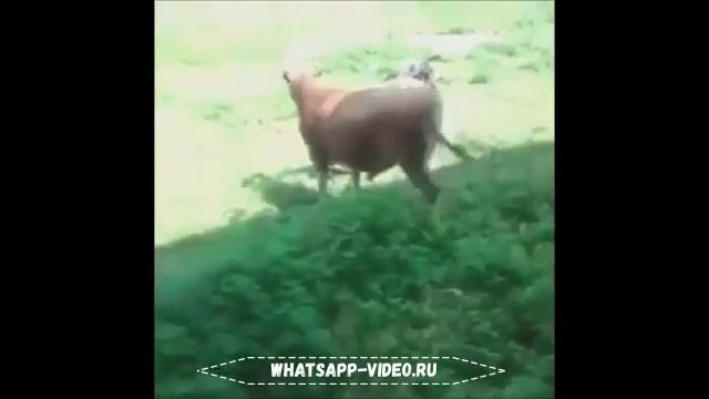 СМЕШНОЕ ВИДЕО ОНЛАЙН / СМОТРЕТЬ ВИДЕО ПРИКОЛЫ ОНЛАЙН / ВИДЕО ТОП / СМЕШНЫЕ И РЖАЧНЫЕ ВИДЕО