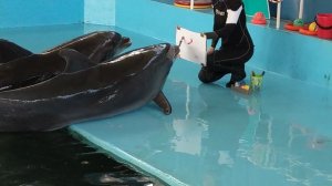 Дельфины поют песни и рисуют картины