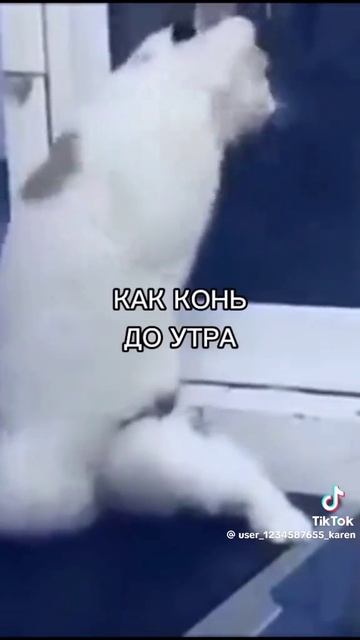 мемы