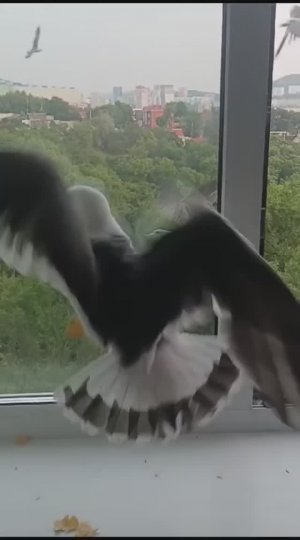 Чайка Глаша потеряла выход. Будни Владивостока