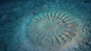 Белопятнистый иглобрюх неуловимый художник