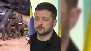 Каолиция - нюх-нюх, няф-няф...