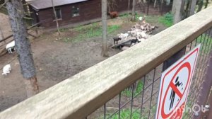 Небесная тропа. Русские сезоны. Пересвет . Курорт .