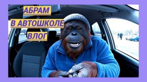 Абрам в автошколе | Влог орангутана🚘🚦🚏🐵