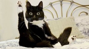 ПРИКОЛЫ С ЖИВОТНЫМИ ДО СЛЕЗ #178 Смешные КОТЫ И СОБАКИ  Приколы