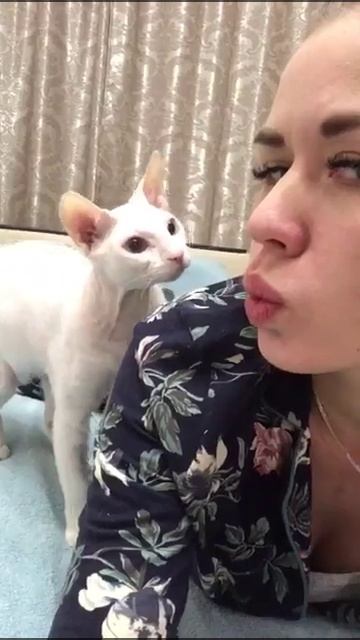КОТ И ХОЗЯЙКА / СМОТРЕТЬ ВИДЕО КЛИП ОНЛАЙН / СМЕШНЫЕ ВИДЕО / ВИДЕО ПРИКОЛЫ СМОТРЕТЬ ОНЛАЙН БЕСПЛАТНО