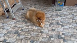 Кроличьи ушки - всем нравятся  без исключения.