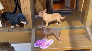 Дружелюбная атмосфера с собаками в Голубицкой