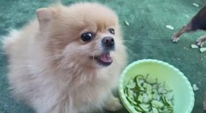 Доня сегодня больше всех похрустела огурчиками.