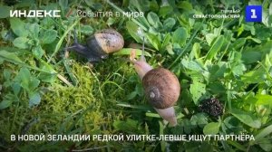 В Новой Зеландии редкой улитке-левше ищут партнёра