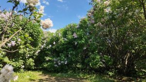 Сиреневый бульвар