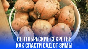 Секреты осеннего сада: что нужно успеть сделать до середины сентября?
