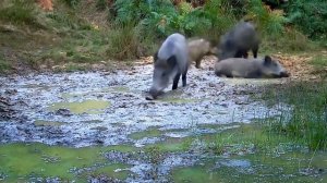 Кабаны фото ловушка