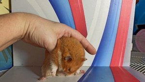 Наш Потап вес 170 грамм #сирийский_хомяк