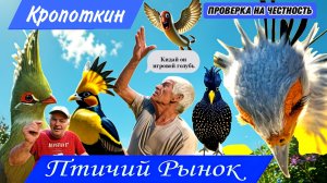 Птичий рынок Кропоткин! Покупаем, проверяем, голубей на рынке.Голубеводы, играют лучше чем #голуби