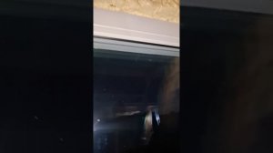 1000033802.mp4(Собака наблюдает за устройством каркаса для откосов у оконных проёмов в доме А-фрейм)