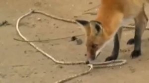 Сколот сеча