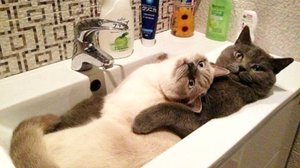 ПРИКОЛЫ С КОТАМИ😸Самые смешные животные😸 СМЕШНЫЕ КОТЫ😸Угарные коты и собаки заставят вас смеяться