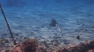 ося на бочке и барракуда PC060138