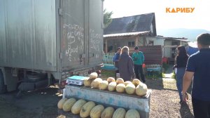 «Я не торгую, я раздаю дыни знакомым по-братски»