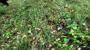 Грибное место. Грузди.