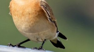 Птички - уточки, каменка, вороны