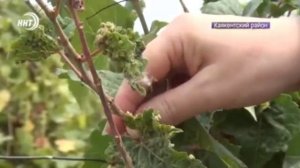 Сотрудники Россельхознадзора выявили в Каякентском районе очаги филлоксеры на виноградниках