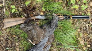 В ПОИСКАХ ГЛУХАРЯ 2 | ДОБЫТ. ПАУКИ АТАКУЮТ. ОХОТА НА БОРОВУЮ ДИЧЬ. НОВОЕ РУЖЬЕ ATA SP AVANGARDE