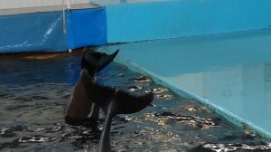 До свидания дельфины