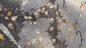 А вы любите ОСЕНЬ🍁🍂🍂? А эта осень так грешна, но бессовестно красива.. По жёлтым листьям.