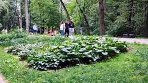 Филёвский парк 17.08.2025