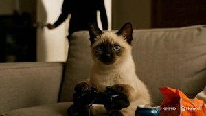 Играющий котёнок