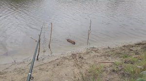 "Помощничек".