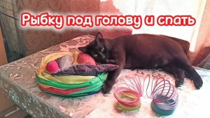 Забавная кошечка.